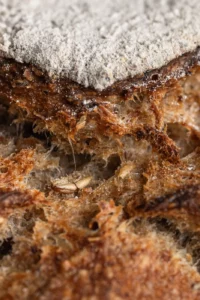 Gros plan sur la croûte d'un pain de campagne
