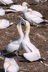Couple de fous de Bassan sur l'île Bonaventure au Québec
