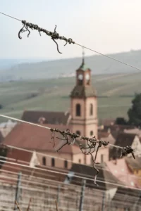 Vignoble alsacien près du Mandelberg