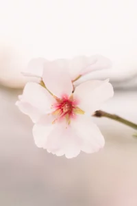 Photo de fleur d'amandier au Mandelberg à Mittelwihr en Alsace