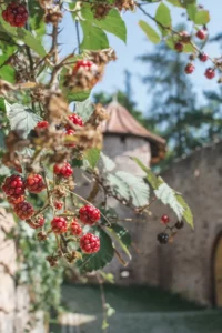 Départ de la randonnée des trois châteaux à Ribeauvillé en Alsace