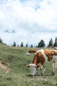 Photo d'une vache dans les Vosges