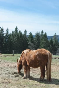 Photo d'un cheval dans les Vosges
